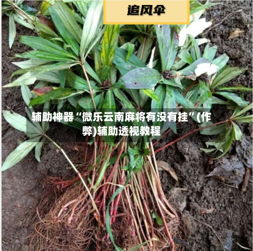 辅助神器“微乐云南麻将有没有挂”(作弊)辅助透视教程-第3张图片